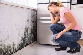 Best Emergency Mold Remediation  in Christmas, FL